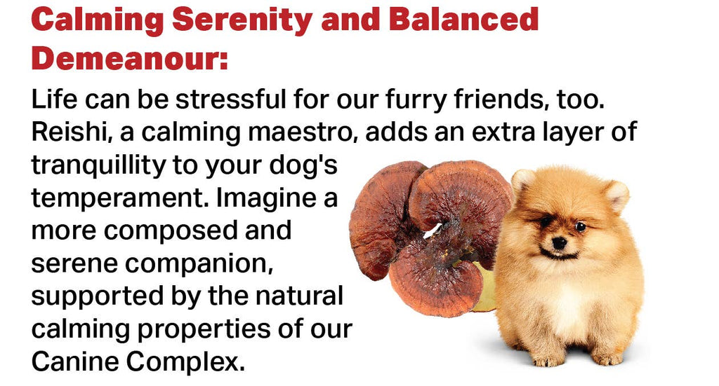 Canine Complex Mushroom Powder