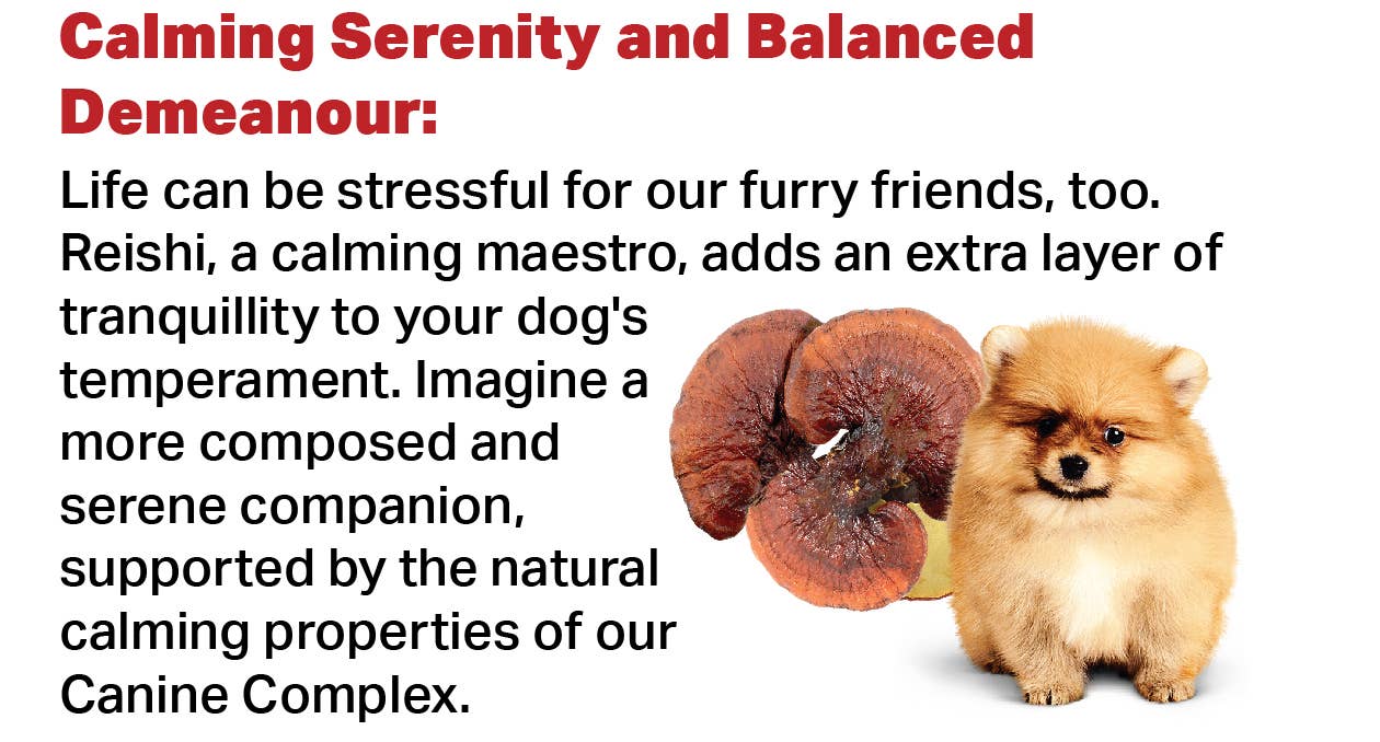 Canine Complex Mushroom Powder