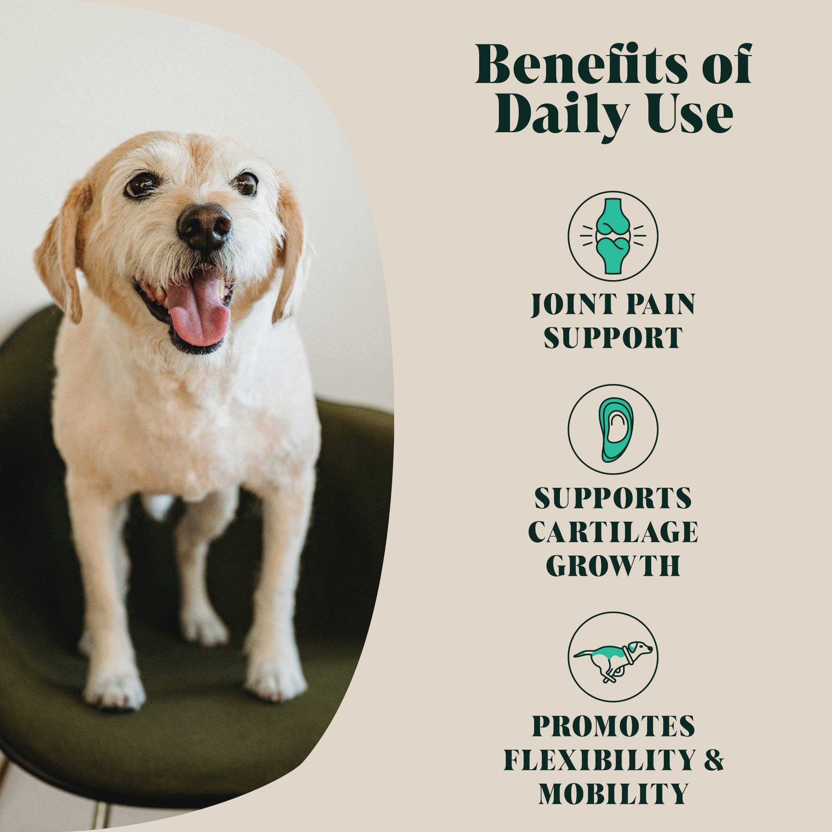 Green Lipped Mussel Powder for Dogs | 80 Servings - Lovable Hounds